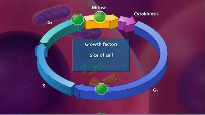 Cycle Cell Trivia Game